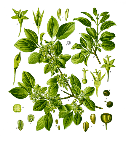 Rhamnus cathartica